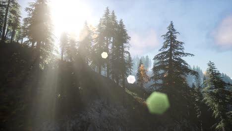 Sun-Shining-Through-Pine-Trees-in-Mountain-Forest